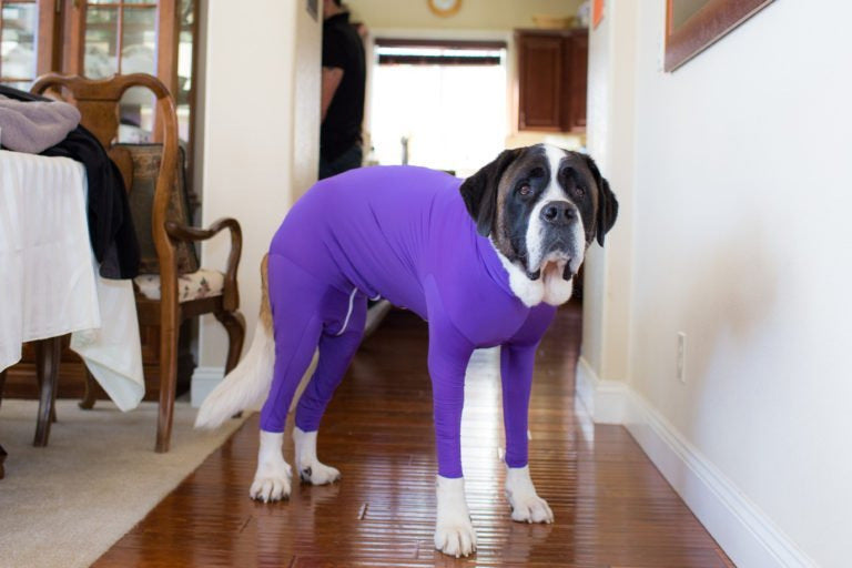 Dog Jumpsuit Zip Up Dog Plain Blank Clothes