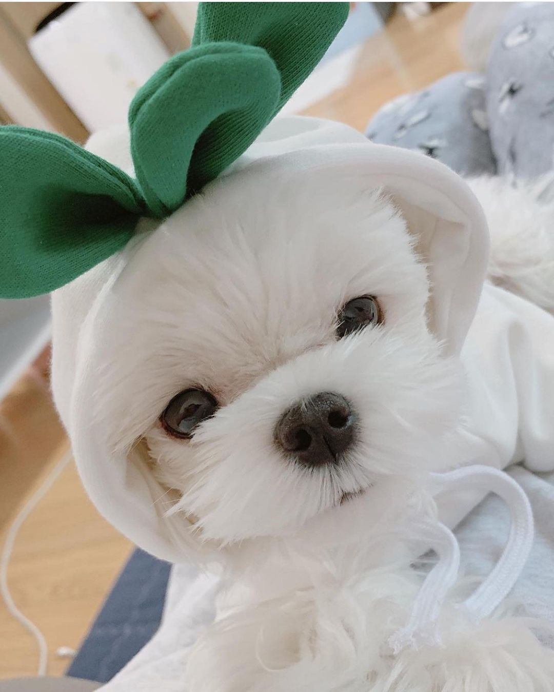 Puppy Dog Hoodie Sports Cat Clothes